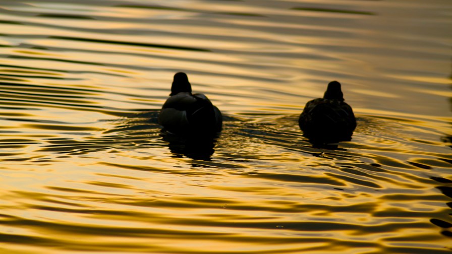 vis Flickr © geezaweezer (CC BY 2.0) vis Flickr © geezaweezer (CC BY 2.0)