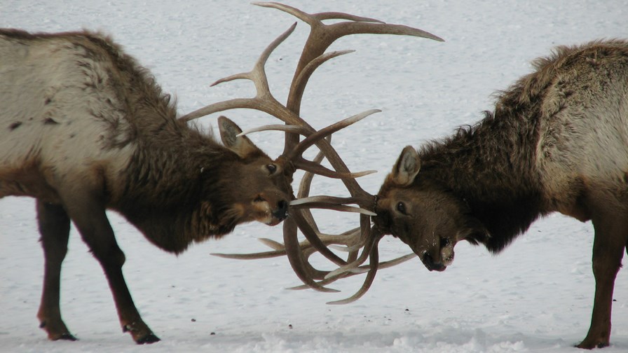 via Flickr © USFWS Mountain Prairie (CC BY 2.0)