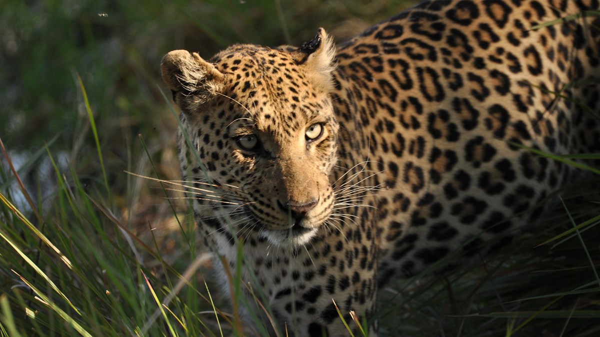 when-a-leopard-changes-its-name-it-doesn-t-mean-it-won-t-be-spotted-telecoms-vendors-oems