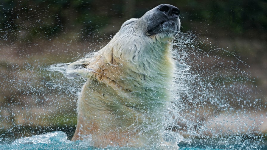 via Flickr © Tambako the Jaguar (CC BY-ND 2.0) via Flickr © Tambako the Jaguar (CC BY-ND 2.0)