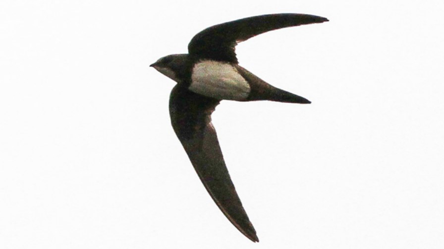 via Flickr © sussexbirder (CC BY 2.0) via Flickr © sussexbirder (CC BY 2.0)